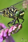 Kleine Zangenlibelle (Onychogomphus forcipatus)